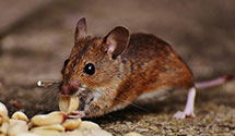 24 Hour & Emergency Exterminators in Ft Blackmore, VA